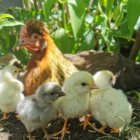 Farm Pri Cepcovih Farm stay *