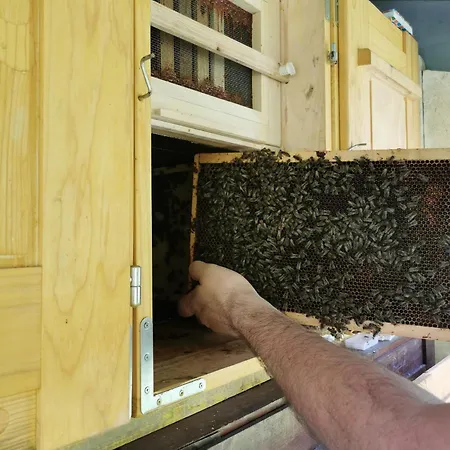 Farm Pri Cepcovih Golac