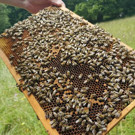 Vakantieboerderij Farm Pri Cepcovih Golac