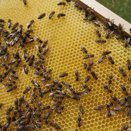 Vakantieboerderij Farm Pri Cepcovih