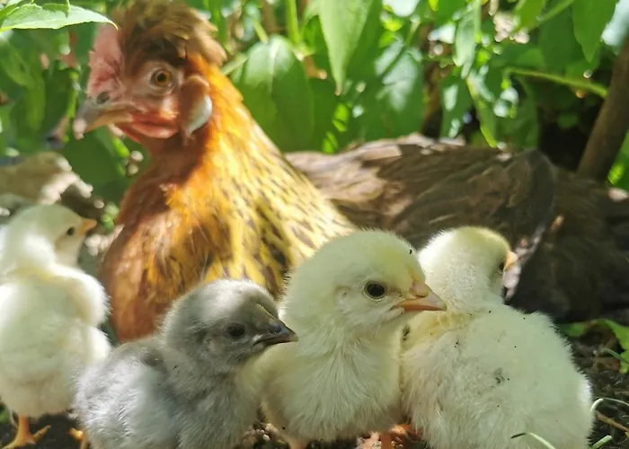 Farm Pri Cepcovih 农家乐 *