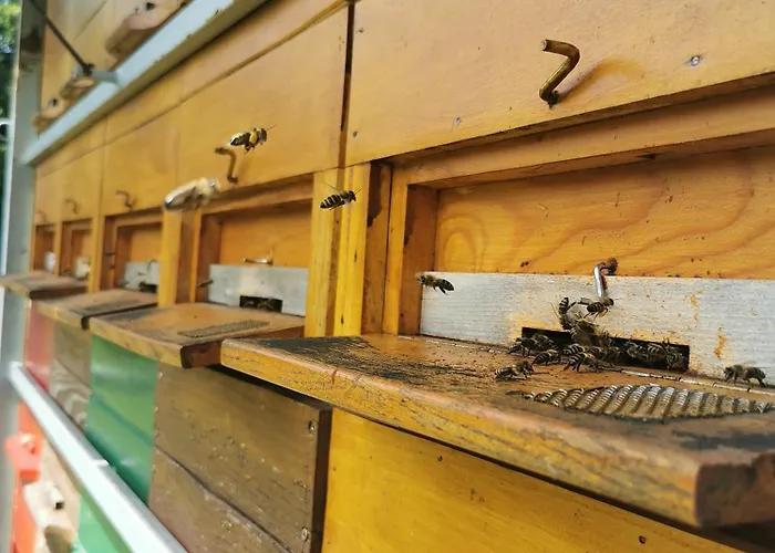 Farm Pri Cepcovih Golac