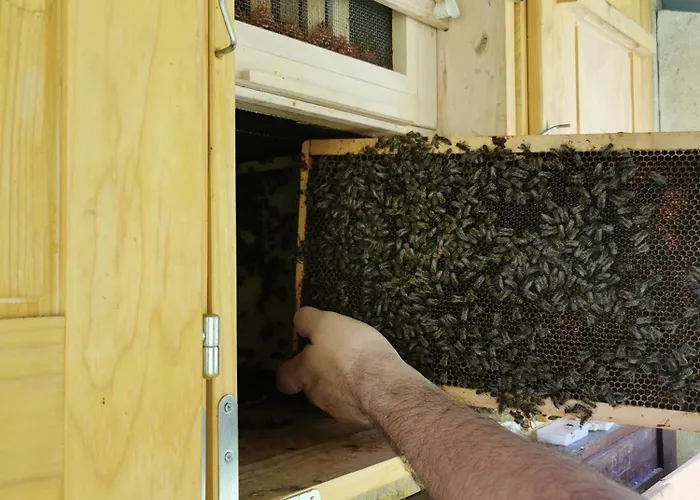 Farm Pri Cepcovih Golac