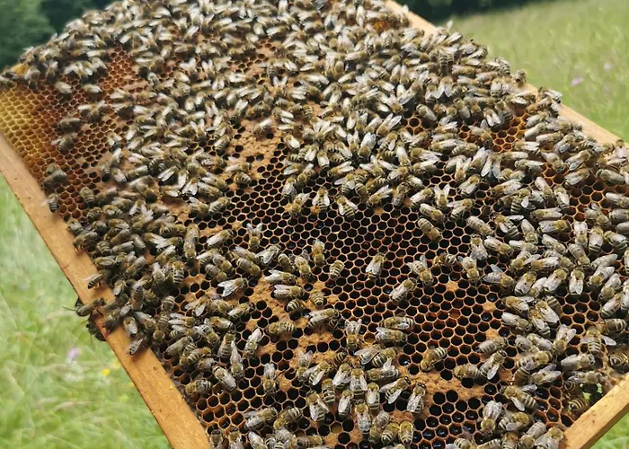 农家乐 Farm Pri Cepcovih Golac