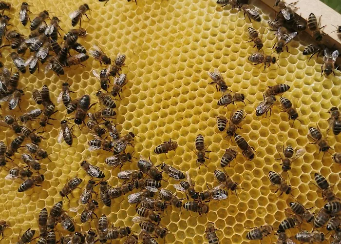 农家乐 Farm Pri Cepcovih